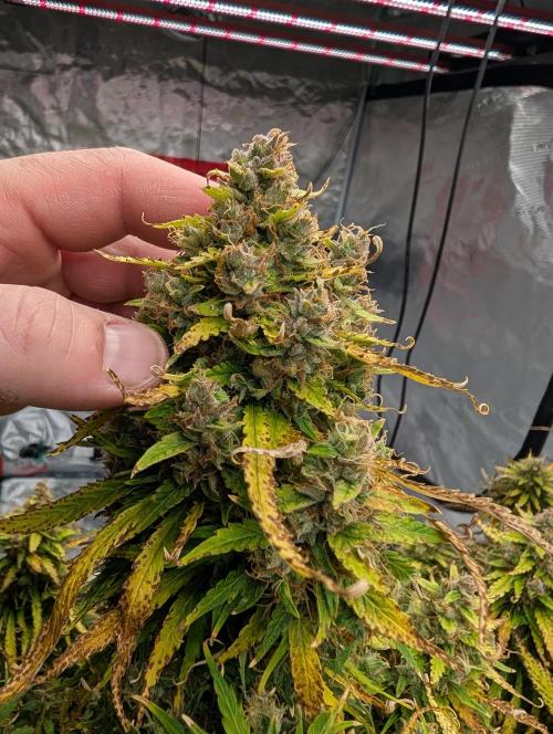 Caring for Angry Bears. Week 11