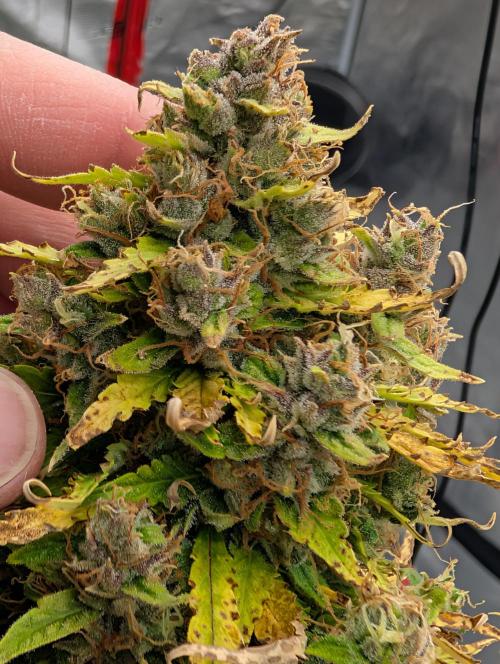 Caring for Angry Bears. Week 11