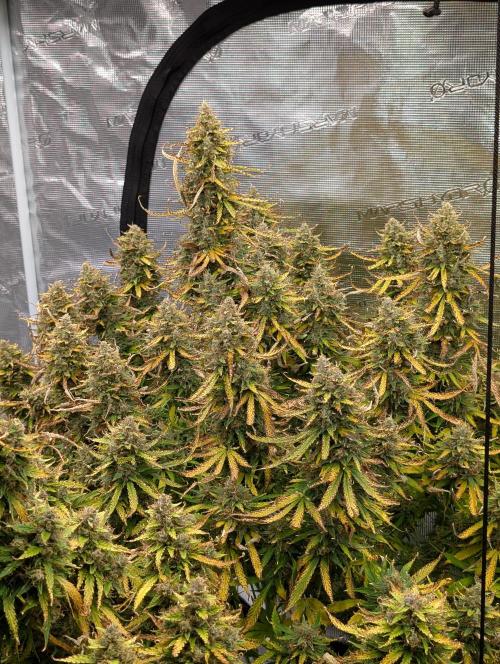 Caring for Angry Bears. Week 11