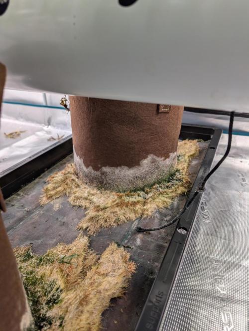 Caring for Angry Bears. Week 11