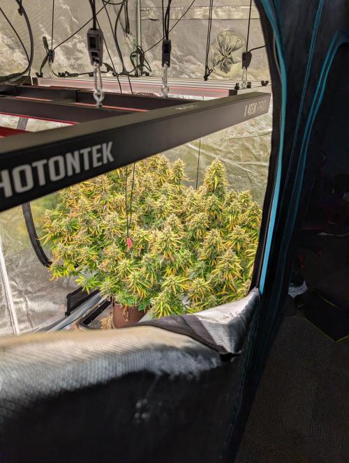 Caring for Angry Bears. Week 11