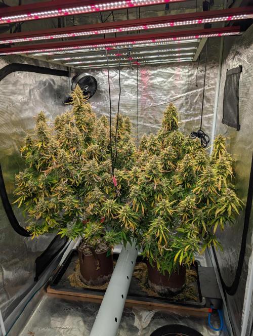 Caring for Angry Bears. Week 11