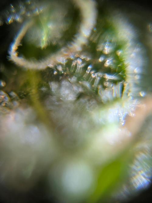 Caring for Angry Bears. Week 11