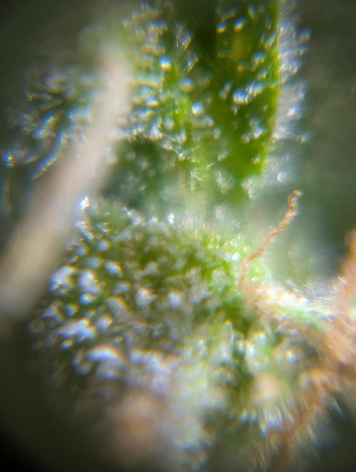 Caring for Angry Bears. Week 11