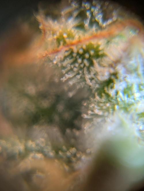 Caring for Angry Bears. Week 11