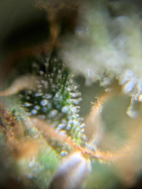 Caring for Angry Bears. Week 11