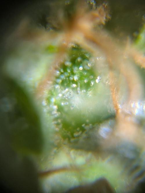 Caring for Angry Bears. Week 11