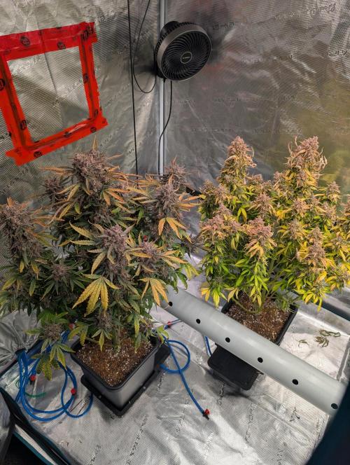 Slimer Round 3. Week 11