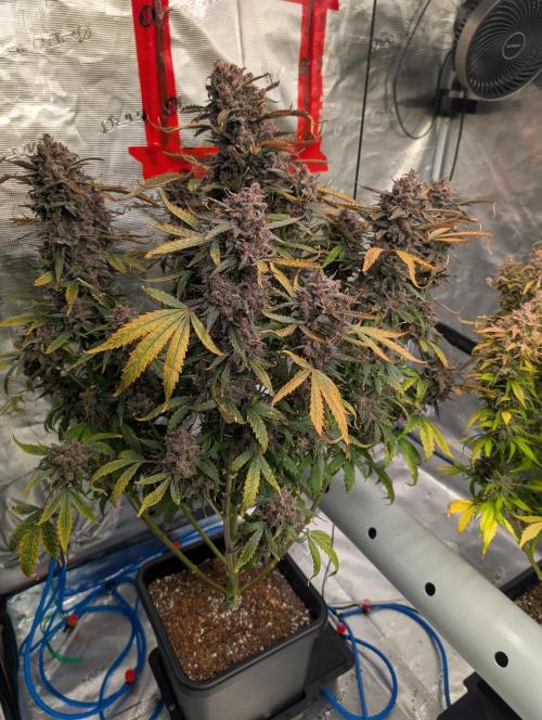 Slimer Round 3. Week 11