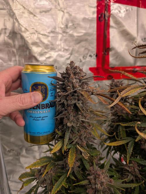 Slimer Round 3. Week 11