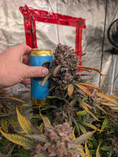 Slimer Round 3. Week 11