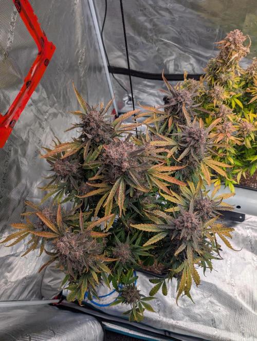 Slimer Round 3. Week 11