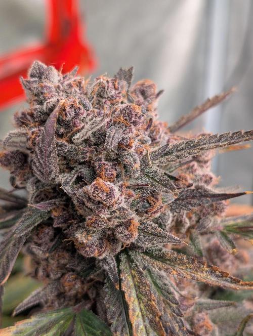 Slimer Round 3. Week 11