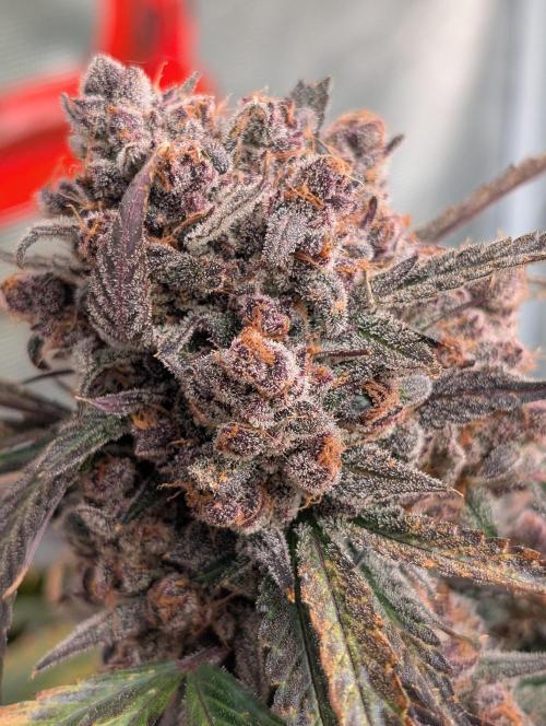 Slimer Round 3. Week 11