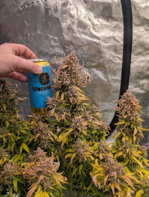 Slimer Round 3. Week 11