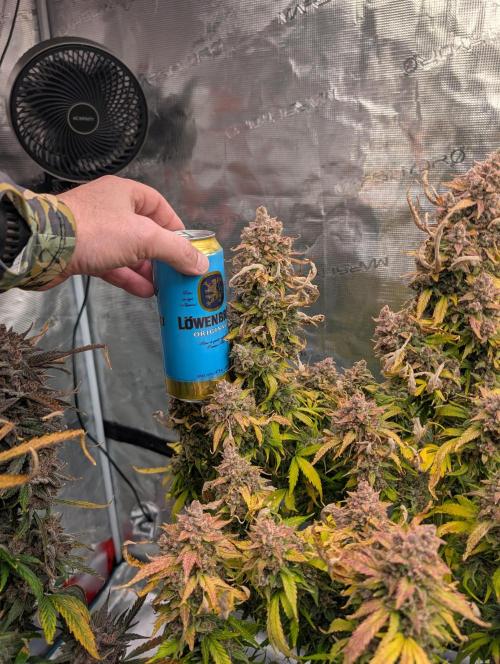 Slimer Round 3. Week 11