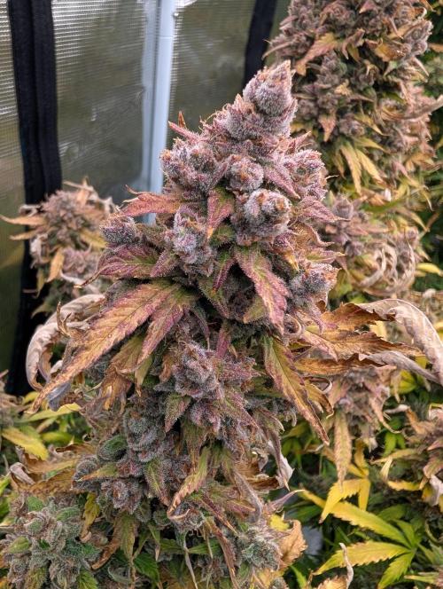 Slimer Round 3. Week 11