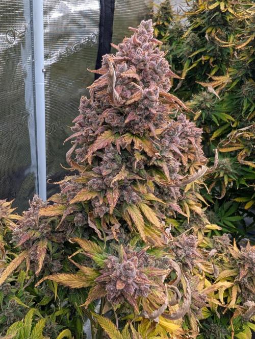 Slimer Round 3. Week 11