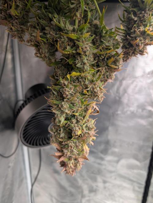 Slimer Round 3. Week 11