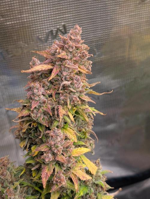 Slimer Round 3. Week 11