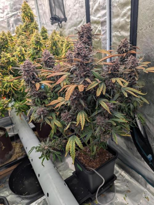 Slimer Round 3. Week 11