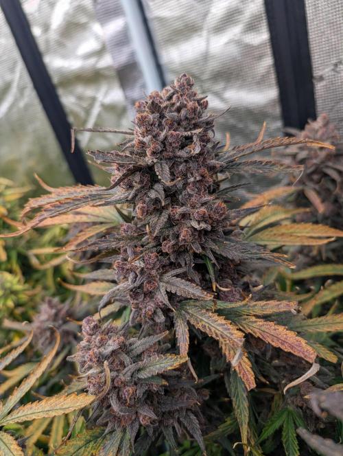 Slimer Round 3. Week 11