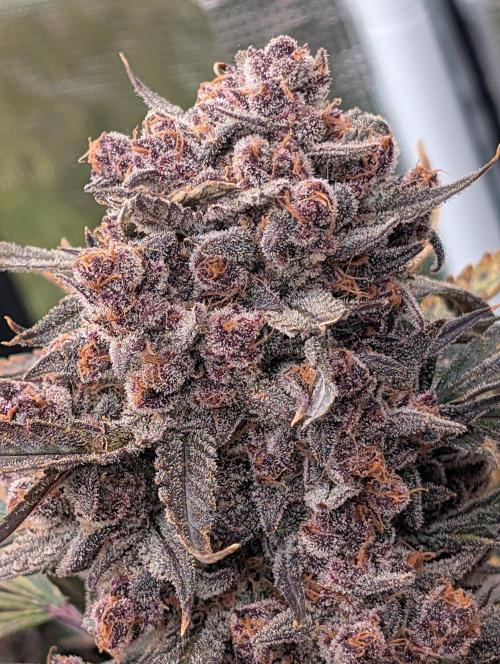 Slimer Round 3. Week 11