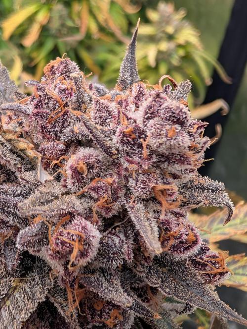 Slimer Round 3. Week 11