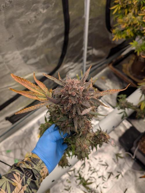 Slimer Round 3. Week 11