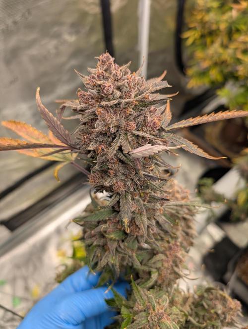 Slimer Round 3. Week 11