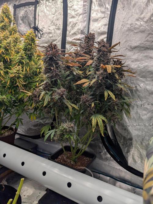 Slimer Round 3. Week 11