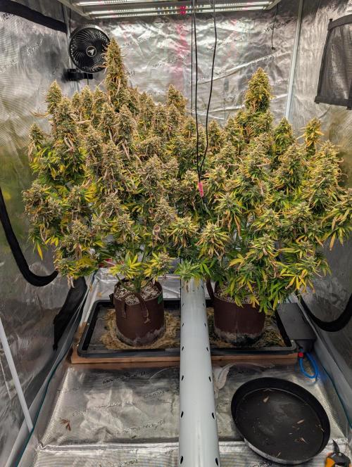 Caring for Angry Bears. Week 12