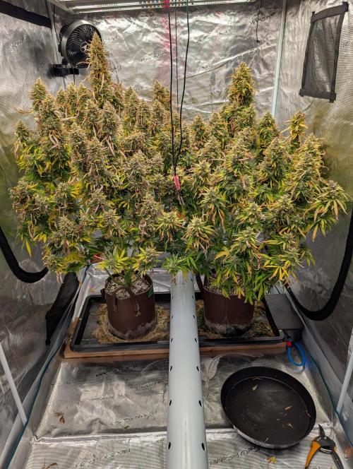 Caring for Angry Bears. Week 12