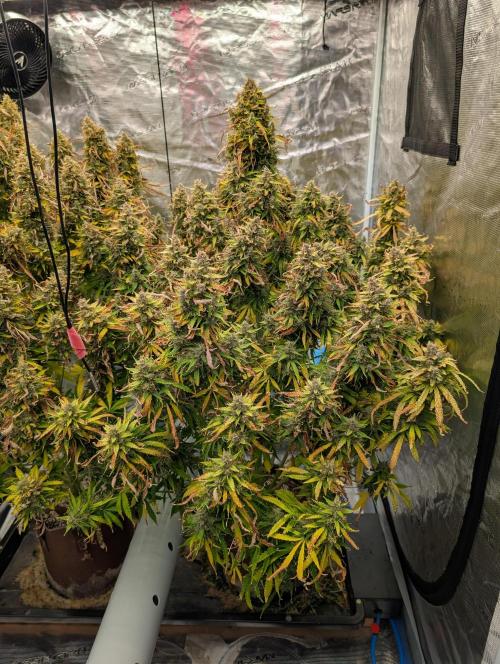 Caring for Angry Bears. Week 12