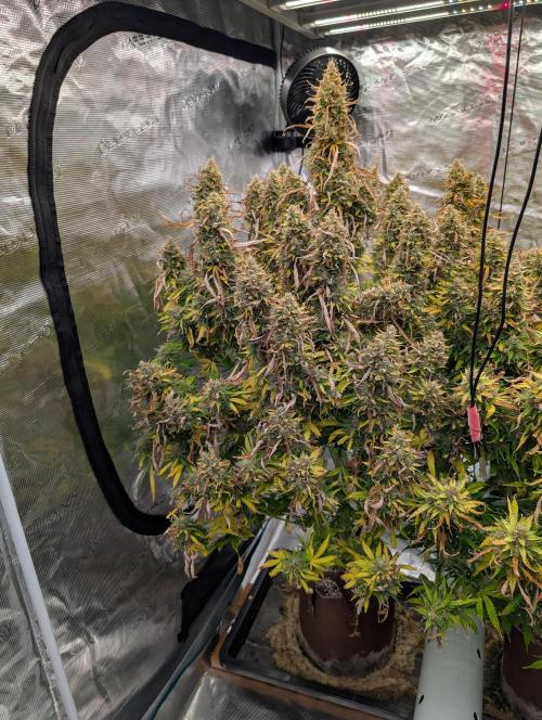 Caring for Angry Bears. Week 12