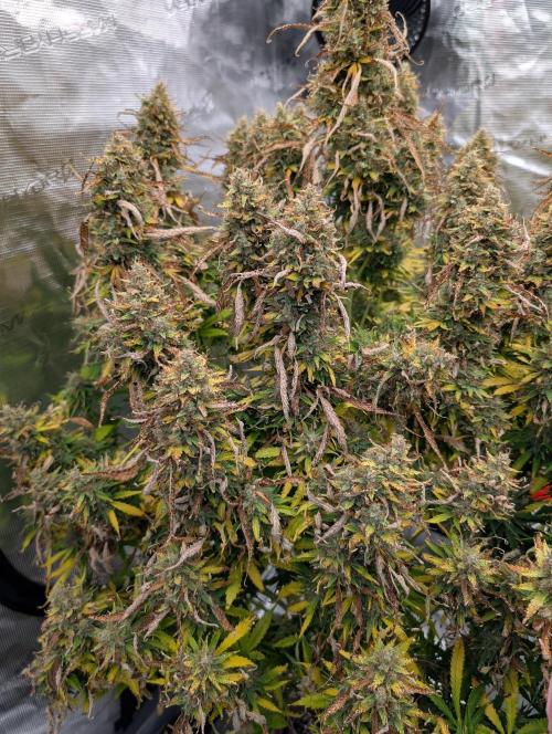 Caring for Angry Bears. Week 12