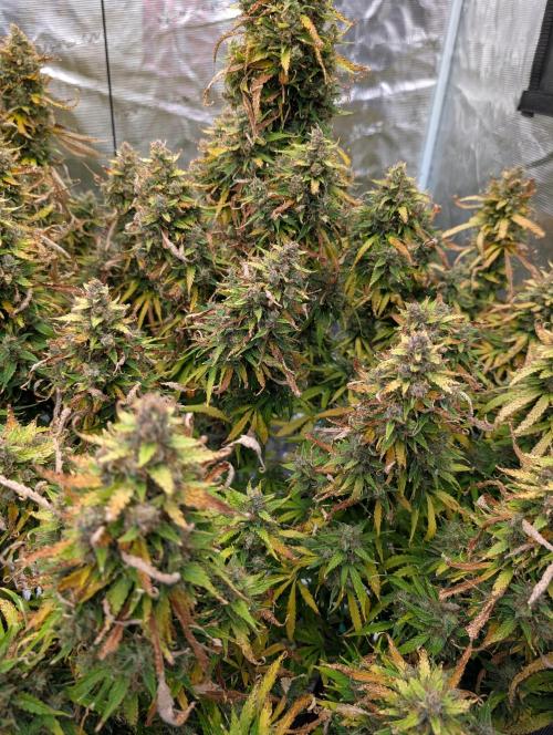 Caring for Angry Bears. Week 12