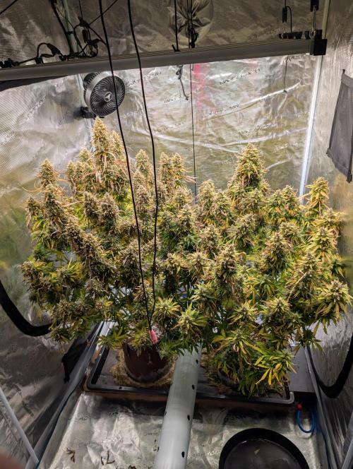 Caring for Angry Bears. Week 12