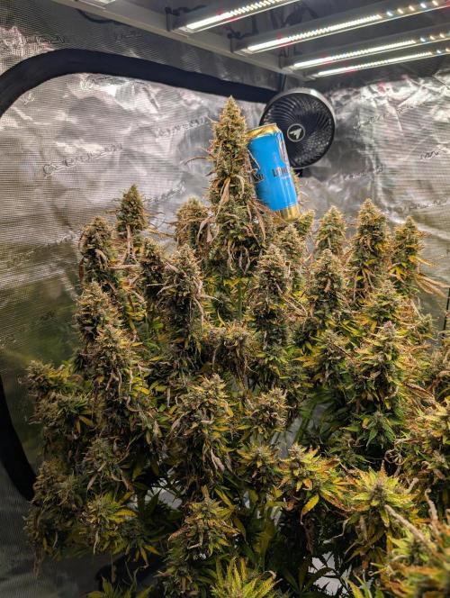 Caring for Angry Bears. Week 12