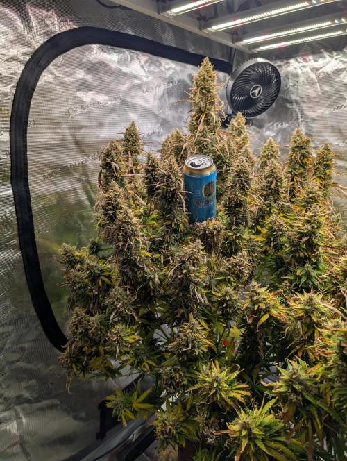 Caring for Angry Bears. Week 12