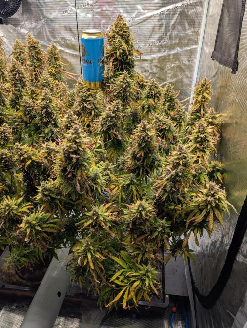 Caring for Angry Bears. Week 12