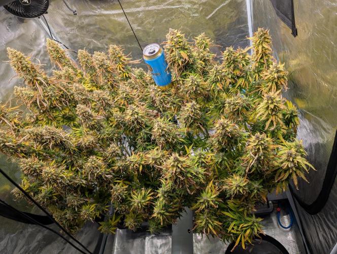 Caring for Angry Bears. Week 12