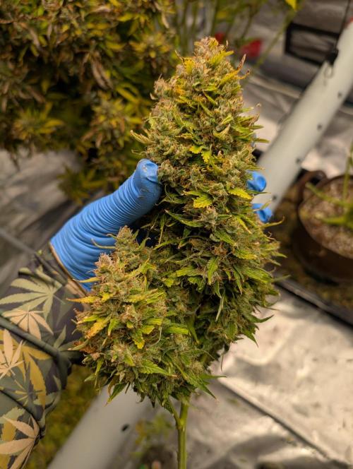 Caring for Angry Bears. Week 12