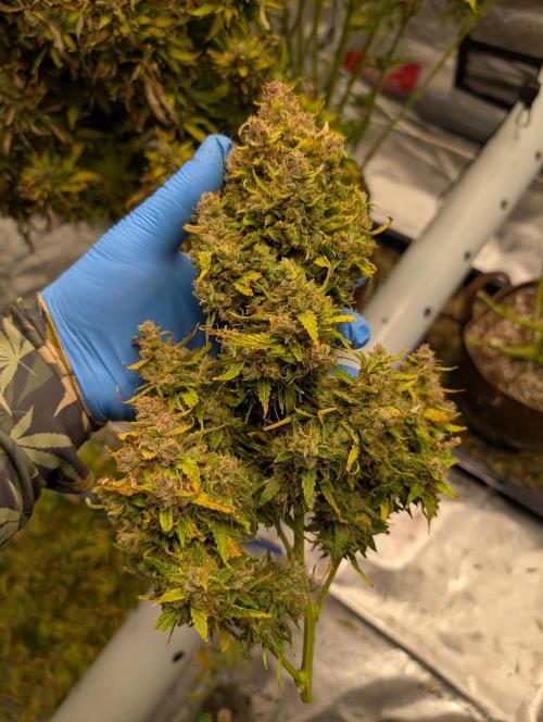 Caring for Angry Bears. Week 12