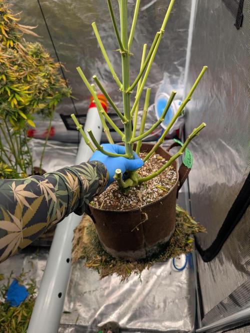 Caring for Angry Bears. Week 12