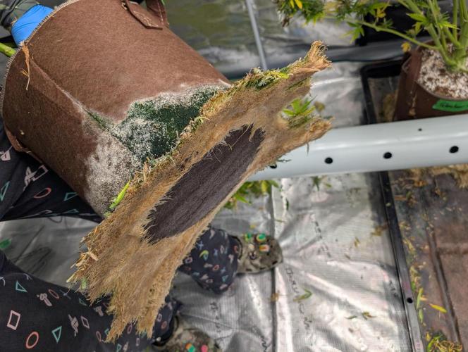 Caring for Angry Bears. Week 12