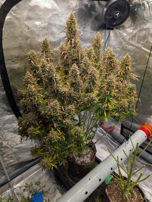 Caring for Angry Bears. Week 12