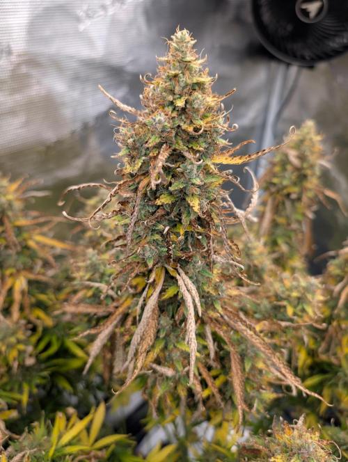 Caring for Angry Bears. Week 12