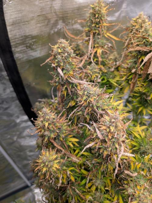 Caring for Angry Bears. Week 12