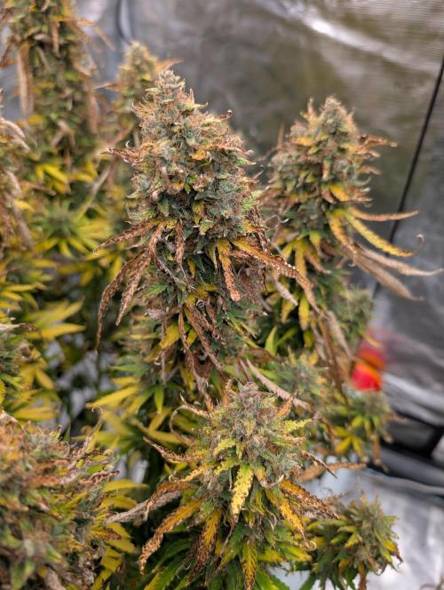 Caring for Angry Bears. Week 12